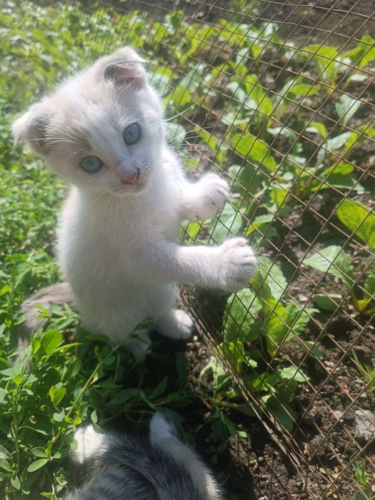 Котята породистые