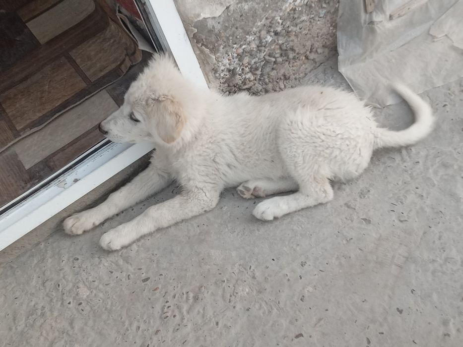 It bolasi hadyaga beriladi