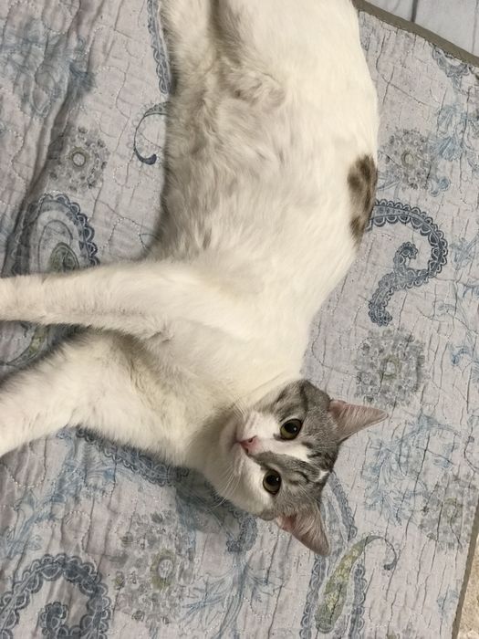 Отдам даром,Бесплатно