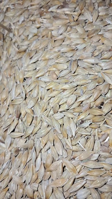 Ячмень,Пшеница,Корма