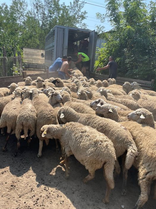 Transport animale vii autorizat toată tara