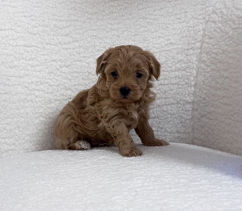 Maltipoo jucaus si sanatos