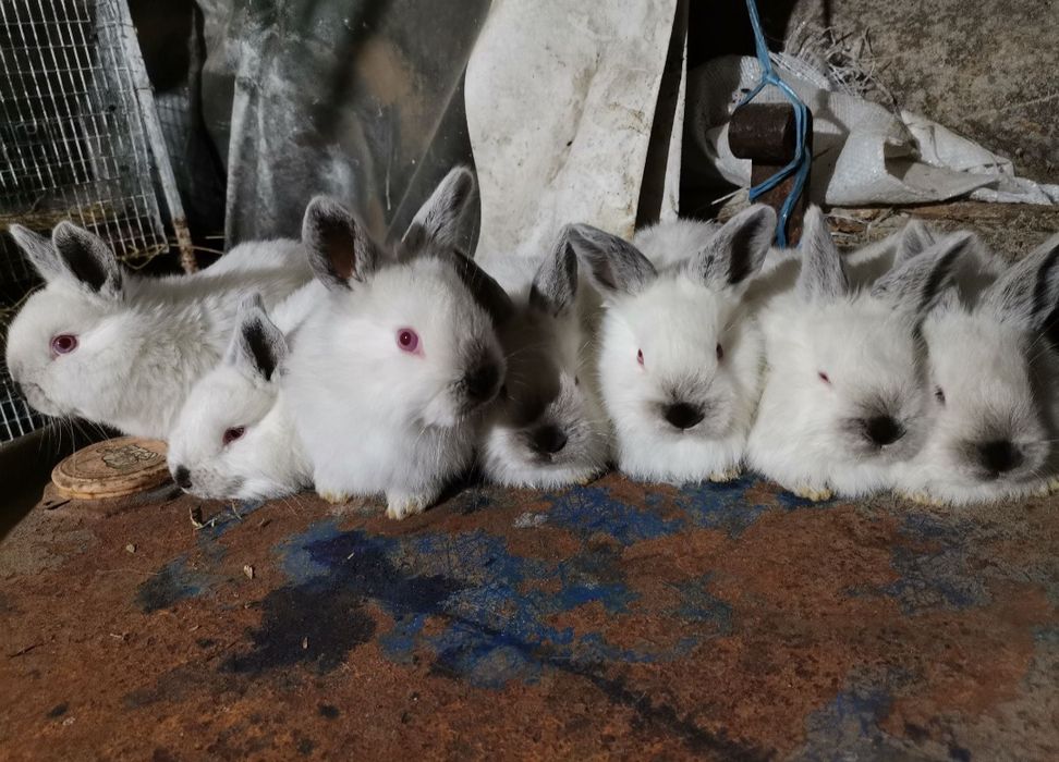 Vând pui iepurasi de californian