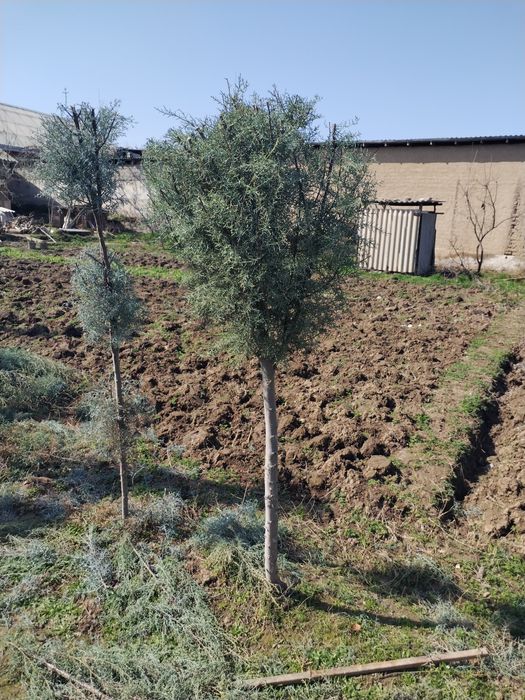 2 metrlik Galuboy keparis archalar optim sotiladi