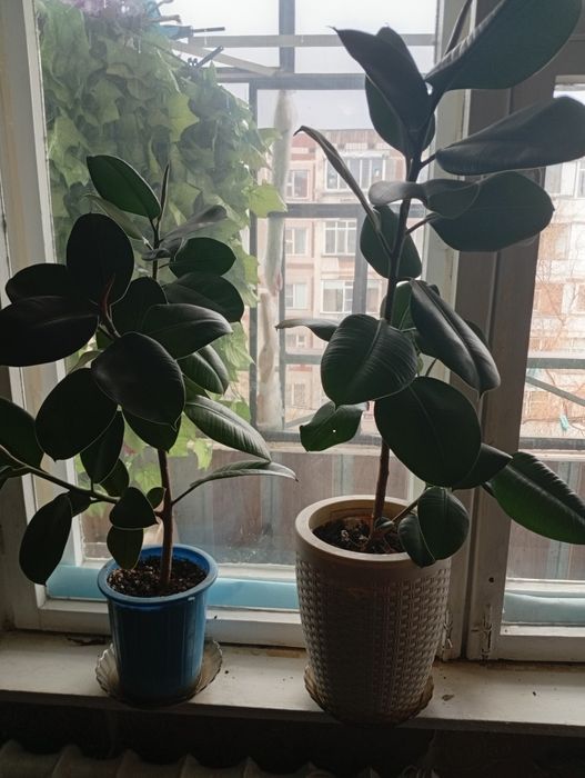 Комнатные растения