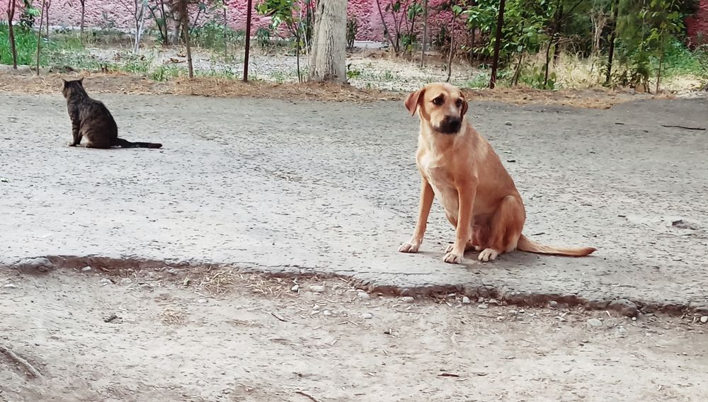Устраиваются собаки сестрёнки им по 2 года желательно их не разлучать