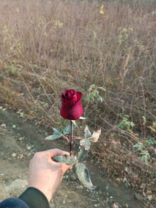 Atirgul koʻchatlari sotiladi