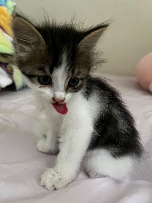 Котенок в добрые иучки