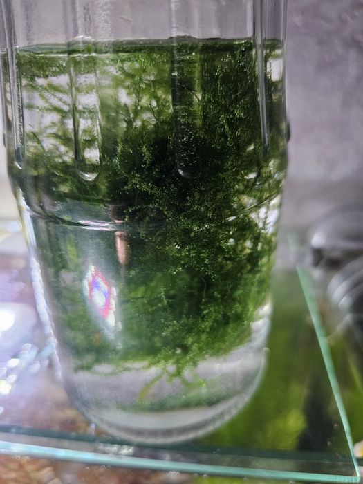 Продам мох аквариумный