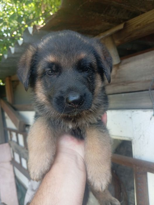 Продам немцев! Без доков