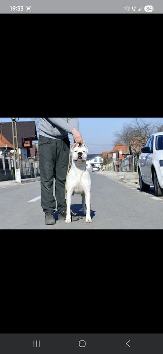 Pui mascul Dog Argentinian Dogo Argentino