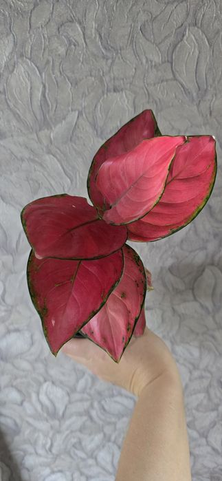 Аглаонема продам