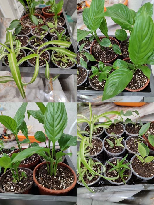 Цветы цветы цветы