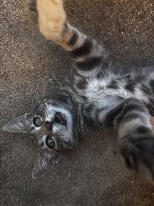 Безплатно коте на 4 месеца