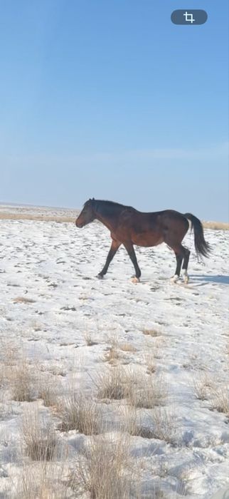 Айгыр Жеребец Айғыр