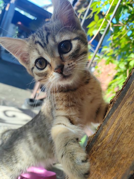Отдам кошечку в хорошие руки