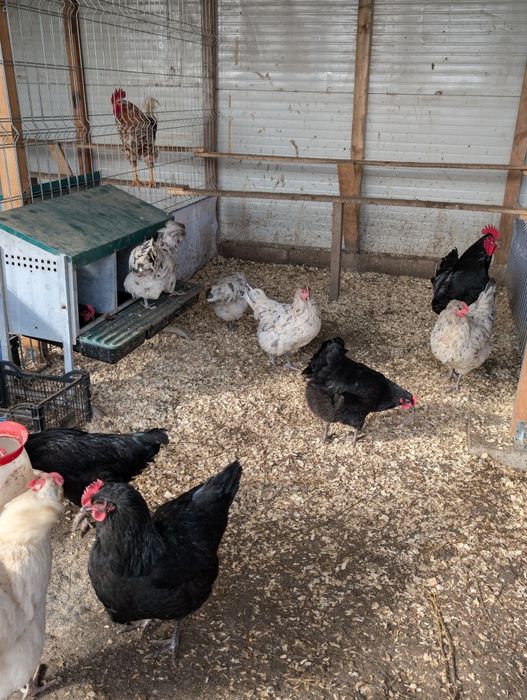 Oua de incubat diferite rase