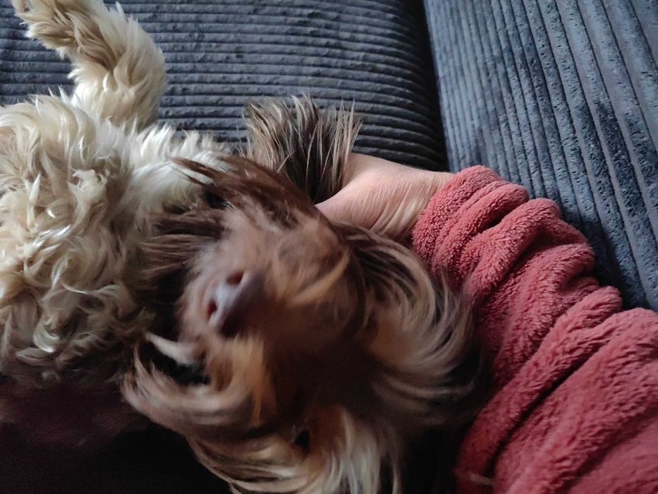 Невесту для свидания