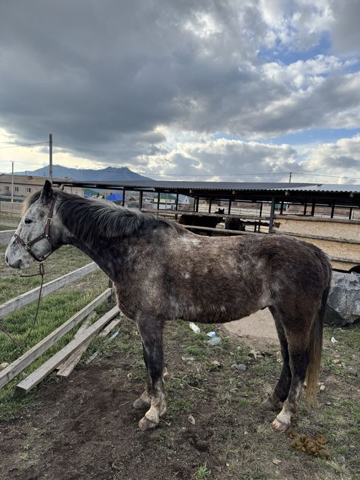 Лошадь , англо араб