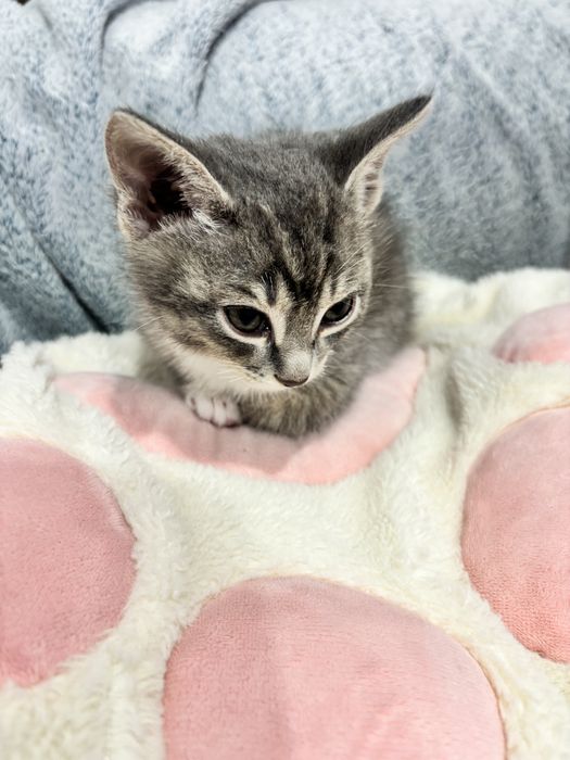 Котята в добрые руки!