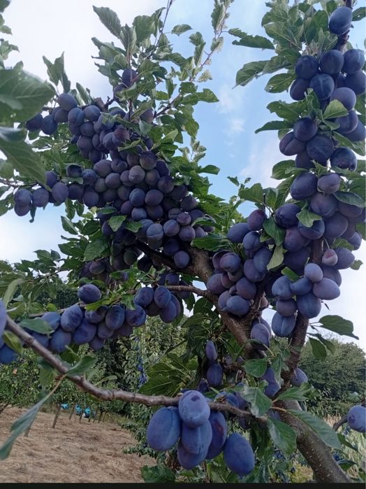 Prune de tuicat cu Livlarea gratuita
