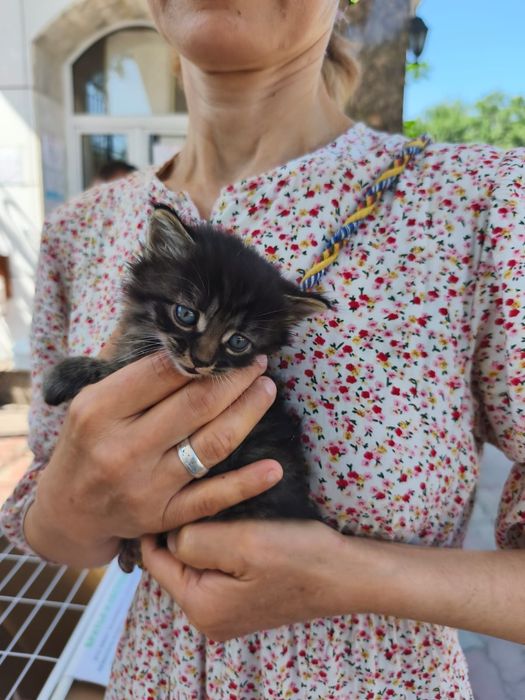 прекрасные , ласковые котята
