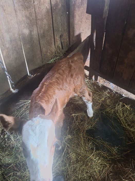 Vitea baltata romaneasca