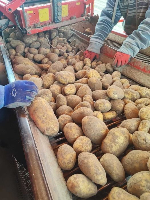 Cartofi din  Polonia