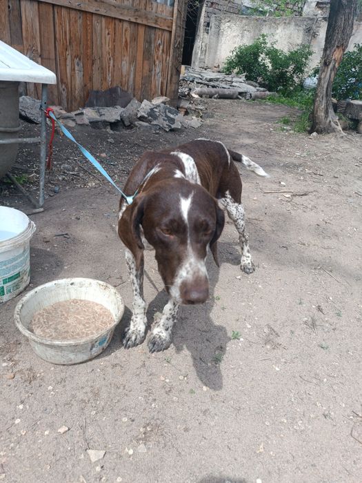 Бесплатно в добрые руки