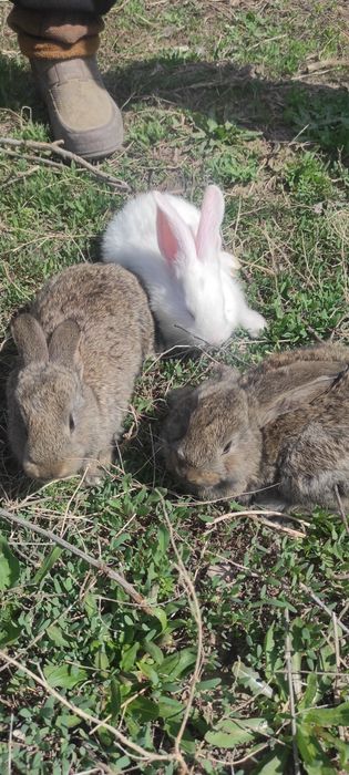 Крольчата, кролики