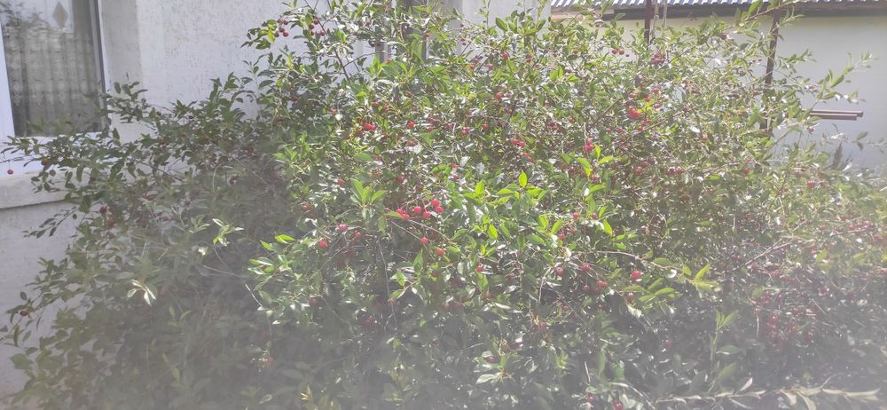 Продам дом не дорого торг есть