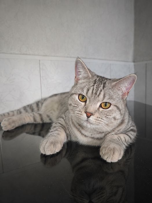 Продам британскую кошечку 8 мес