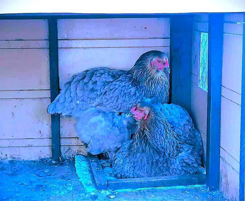 vand oua brahma pentru incubat