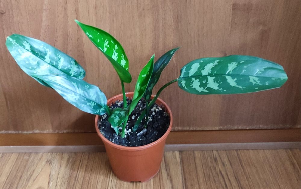 Аглаонемы ,растения комнатные