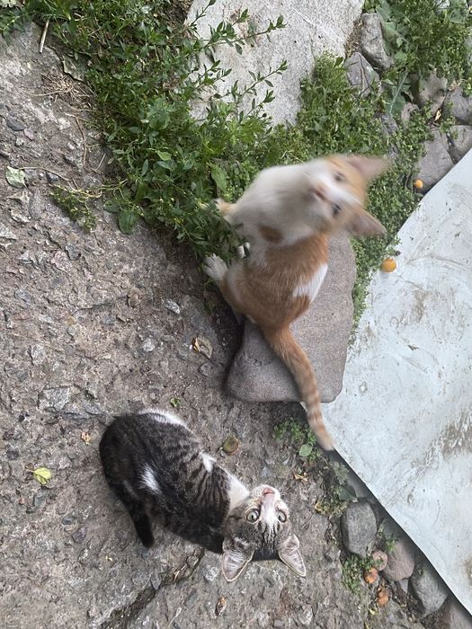 Отдаем котят в хорошие руки