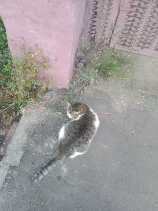 Отдам кошечку только в добрые ручки