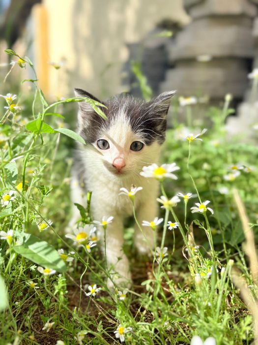 Отдам котят в добрые руки