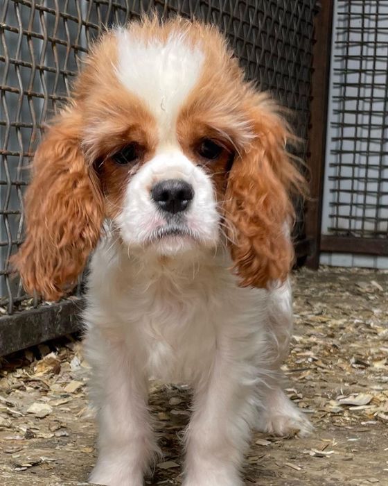 Кавалер кинг чарльз спаниель