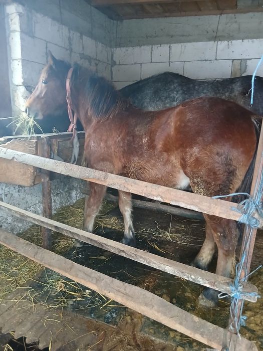 Mânz semigreu și armăsar lipițan