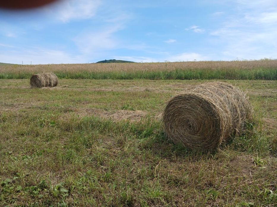 Продам сено, урожай 2025 г