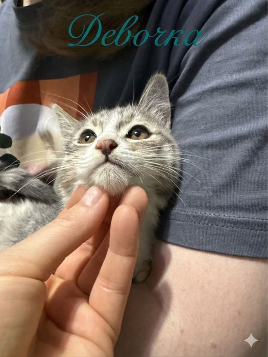 Котята ищут дом! Ташкент!