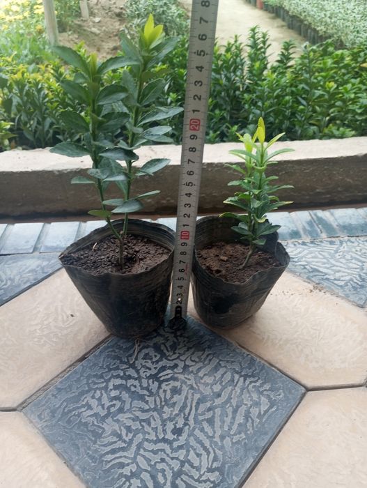 Шамшодь кочатлари бересклет, ейономус