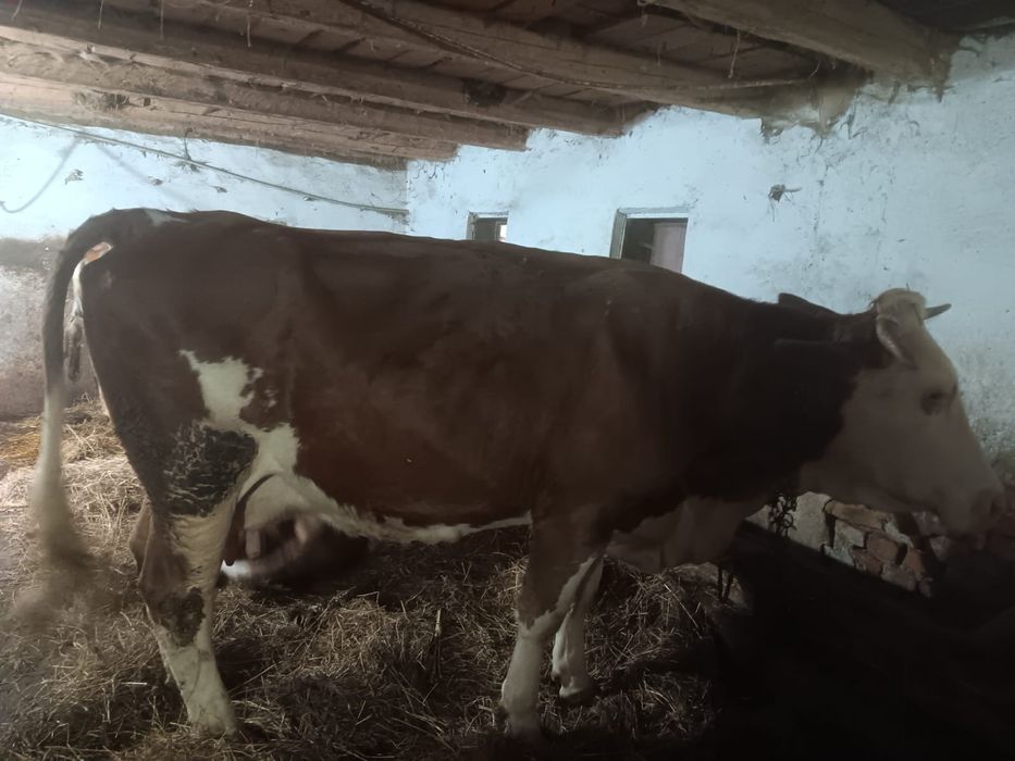 Vând două vaci de abator