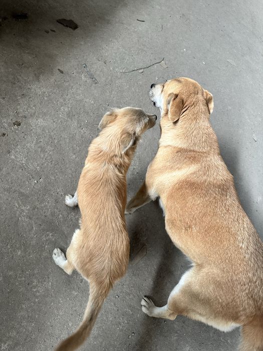 Отдам щенка девочку, в добрые руки