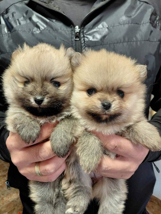 Померанчета момче и момиче