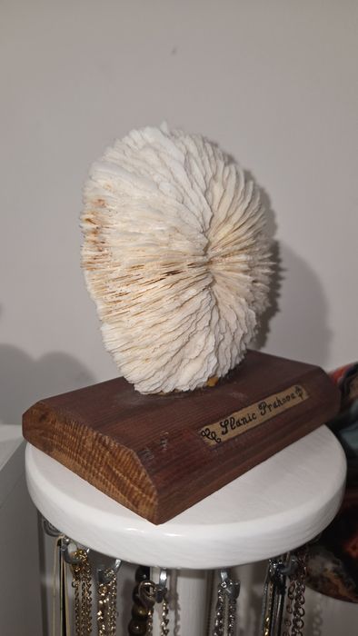 Coral ciuperca alb si steluta