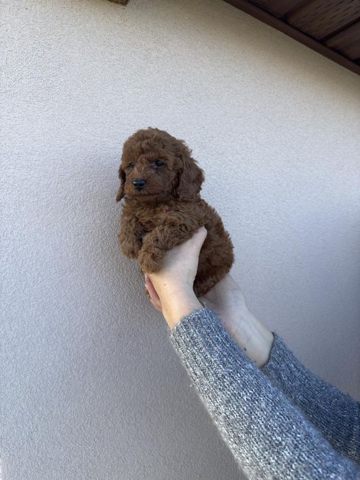 Той пудел момче и момиче