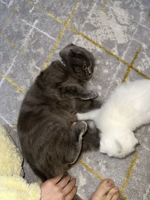 Mushukcha sotiladi  100$