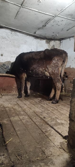 Продам дойную корову с теленком