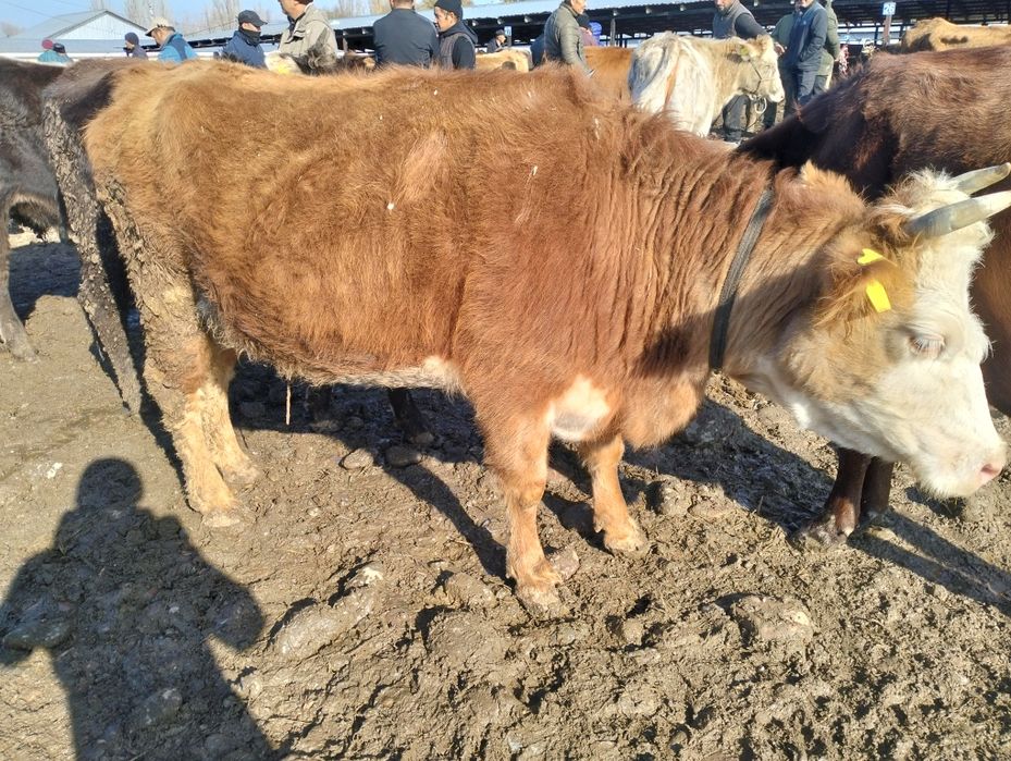 Семіз қысыр сиырлар сатылады